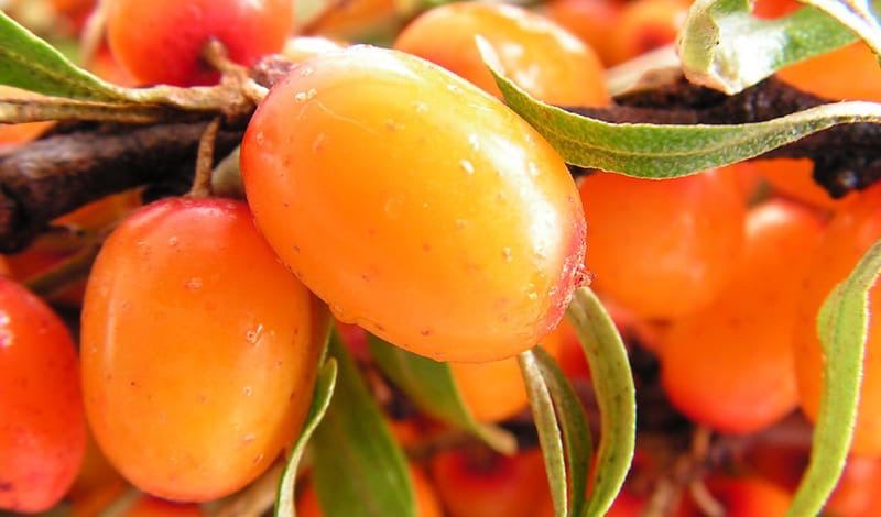 La espino amarillo es un sanador para los vasos sanguíneos